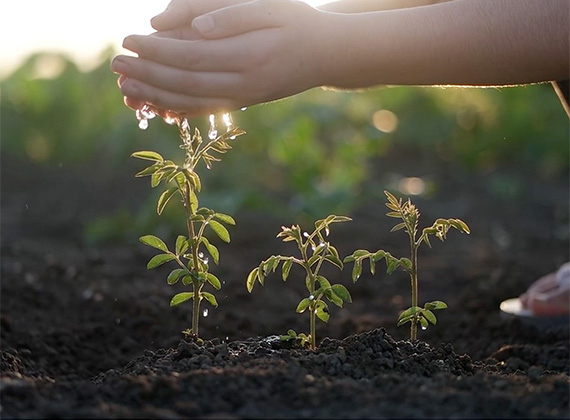 Child watering plants growing in the soil